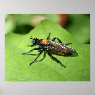 Stäng Insekten Poster