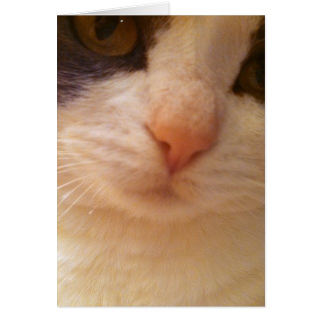 Stäng Kattunge med Rosa Nose OBS Kort (Framsidan)