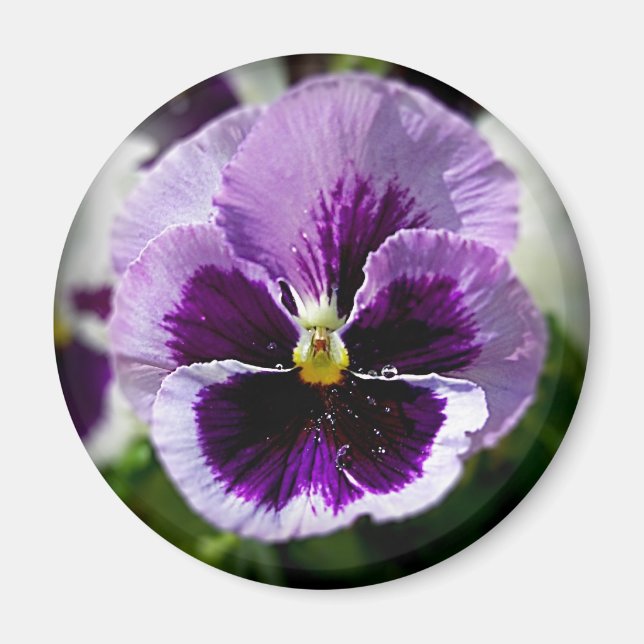 Stäng lila Pansy Magnet (Framsidan)