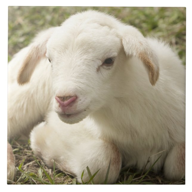 Stäng lilla barn kakelplatta (Framsidan)