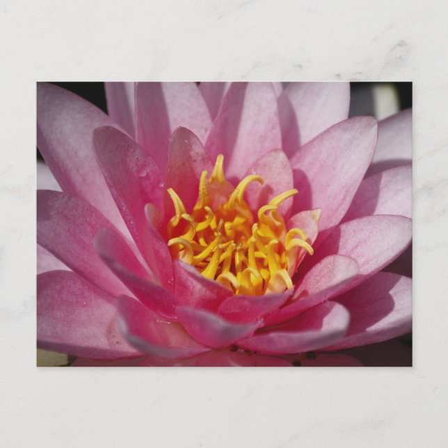 Stäng Lilly Vykort (Framsida)