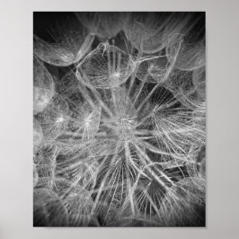 Stäng Macro Dandelion Puffball Nature Poster