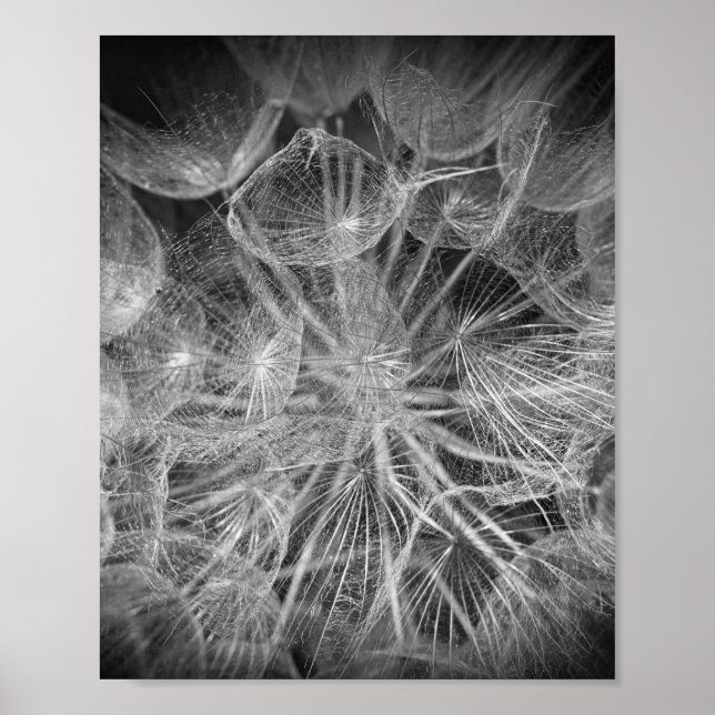Stäng Macro Dandelion Puffball Nature Poster (Framsidan)