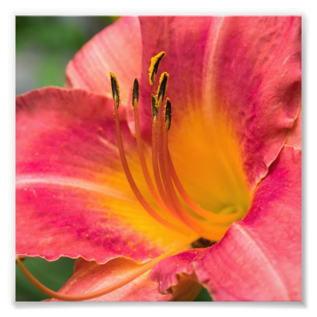 Stäng Macro Rosa Lily Flower Fototryck (Framsidan)