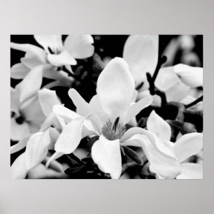 Stäng Magnolia Blooms Art Poster