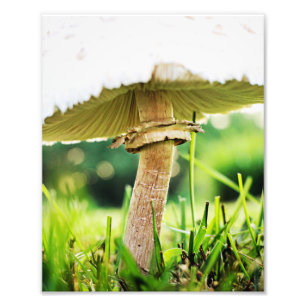 Stäng med den här Coolan Shroom Nature Photography Fototryck