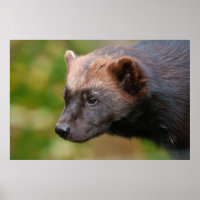 Stäng möte med Wolverine