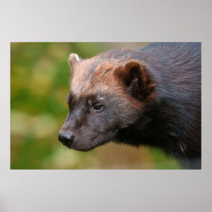 Stäng möte med Wolverine Poster