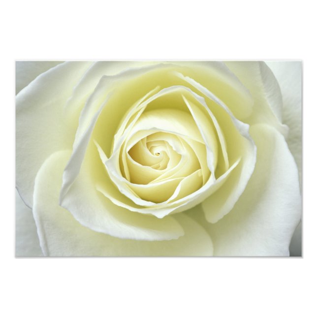 Stäng närmare uppgifter om vit ros fototryck (Framsidan)