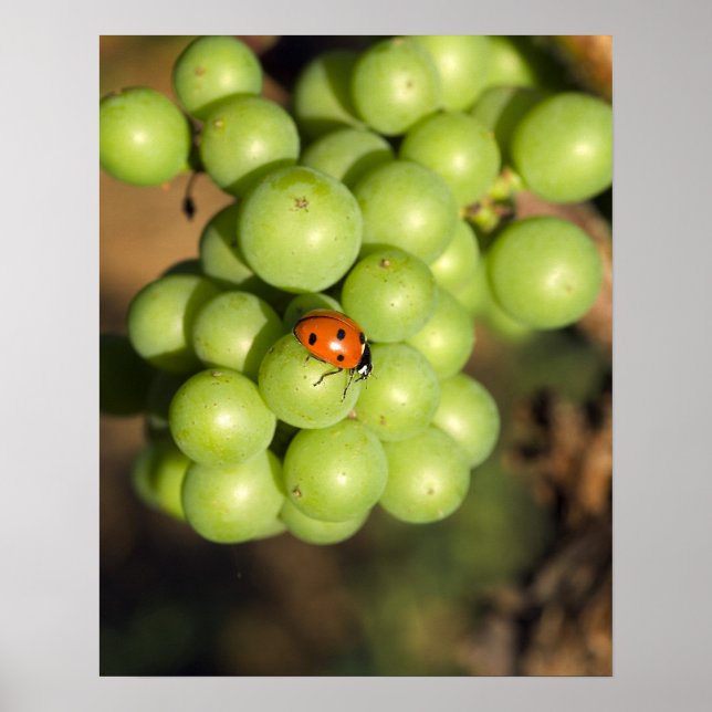 Stäng nyckelpigan om grönt Pinot Noir-druvor Poster (Framsidan)