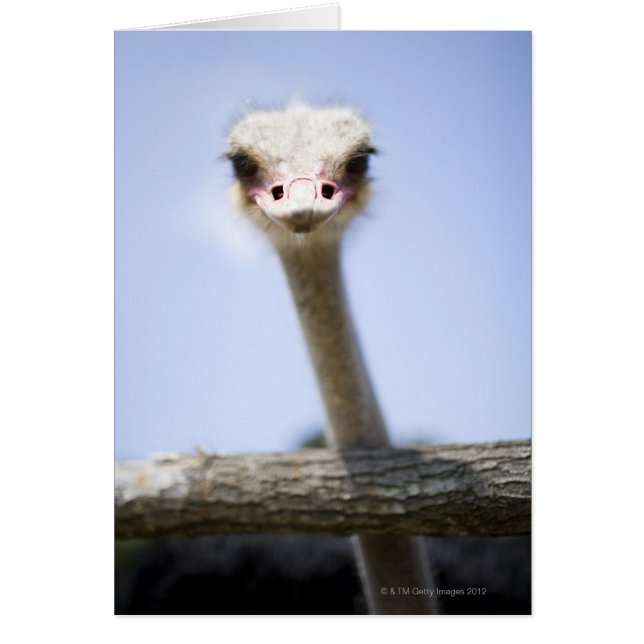 Stäng Ostrich-huvudet Hälsningskort (Framsidan)