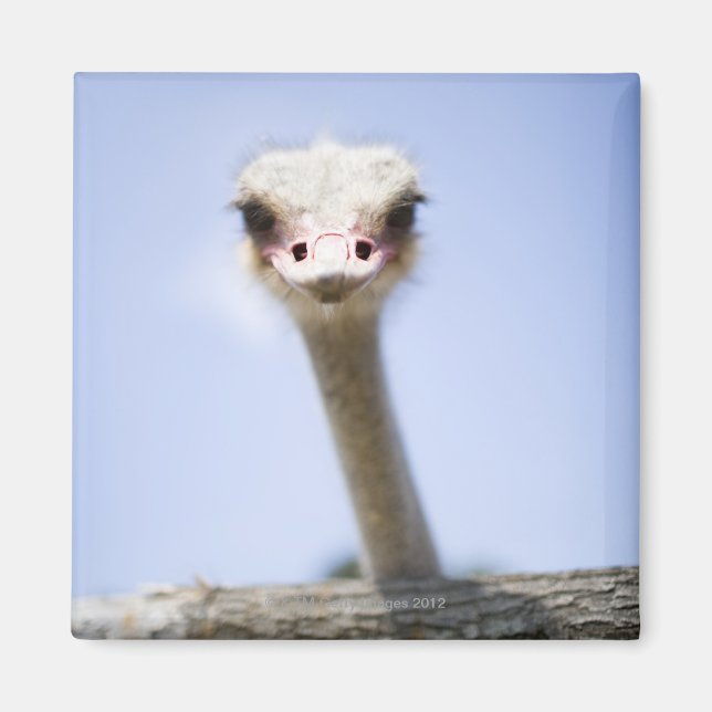 Stäng Ostrich-huvudet Magnet (Framsidan)