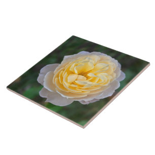 Stäng Pastel Gult Rosa ros Kakelplatta