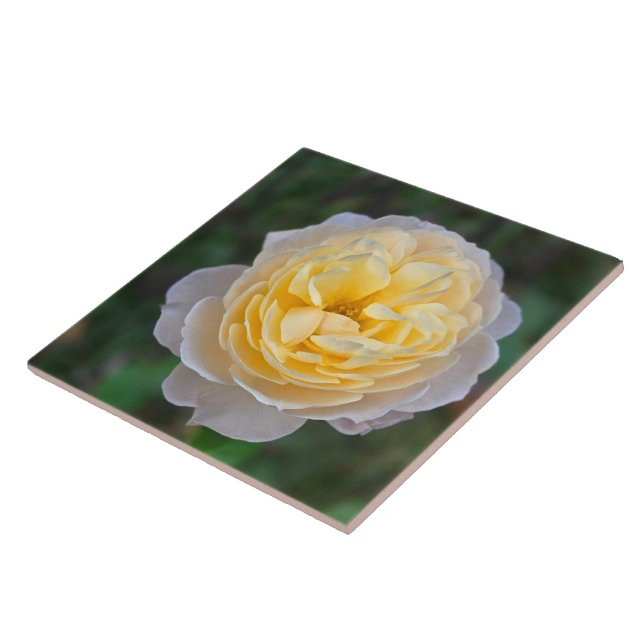Stäng Pastel Gult Rosa ros Kakelplatta (Sidan)