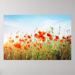Stäng poppies på fält. Vild blommor i vår Poster