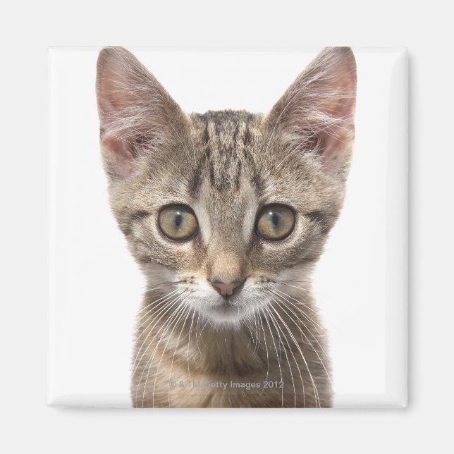 Stäng porträtt av en kattunge magnet (Framsidan)
