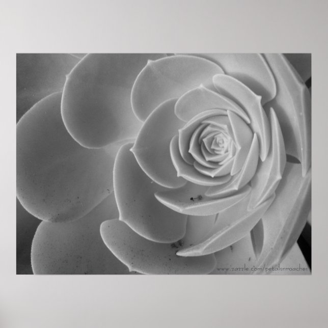 Stäng Poster (Framsidan)