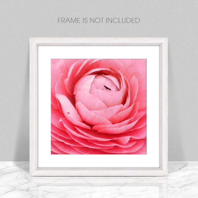 Stäng Rosa Flower Photo Print Fototryck (Skapare uppladdad)