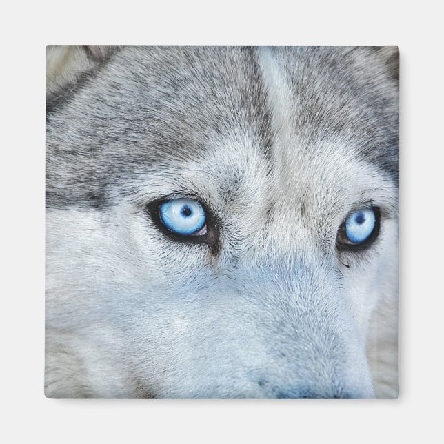 Stäng Siberian husky med Blue Öga Magnet (Framsidan)