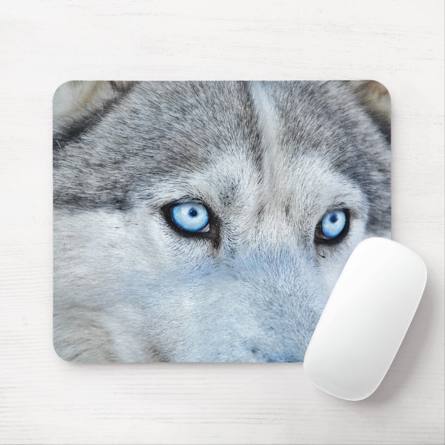 Stäng Siberian husky med Blue Öga Musmatta (Med mus)