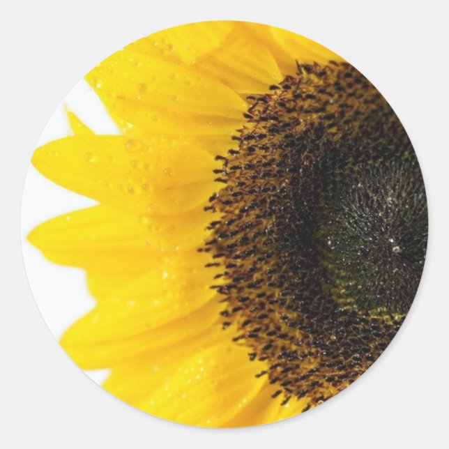 Stäng solrosbild runt klistermärke (Framsida)