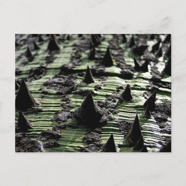 Stäng Spiky Kapok Träd Trunk: Funchal Madeira Vykort (Framsida)