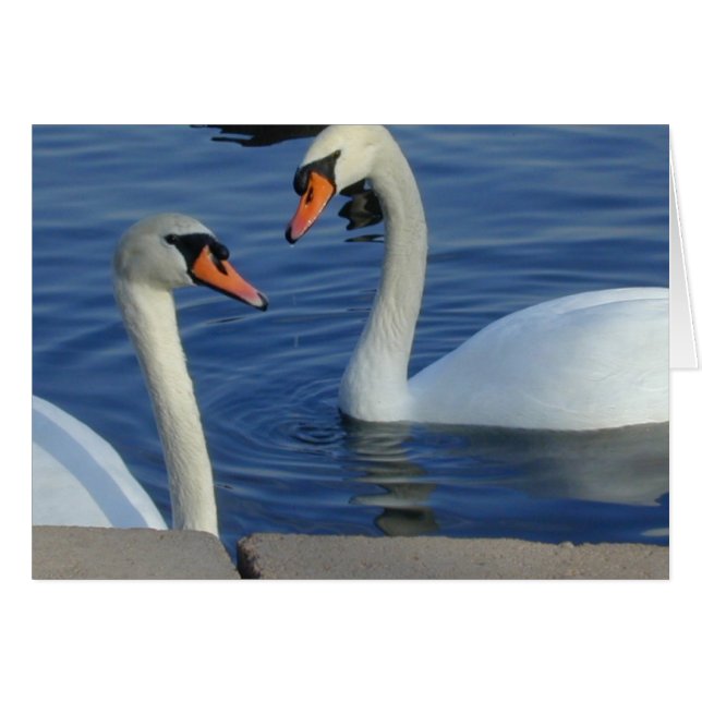 Stäng Svanar-kort Hälsningskort (Framsidan Horizontal)