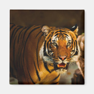 Stäng tiger magnet