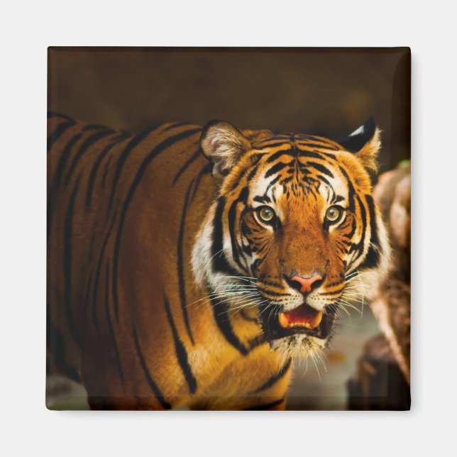 Stäng tiger magnet (Framsidan)