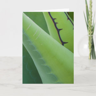 Stäng upp Agave Kort