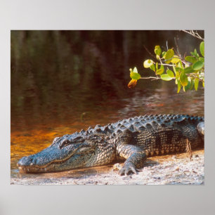 Stäng upp en amerikan alligator på J.N. Poster