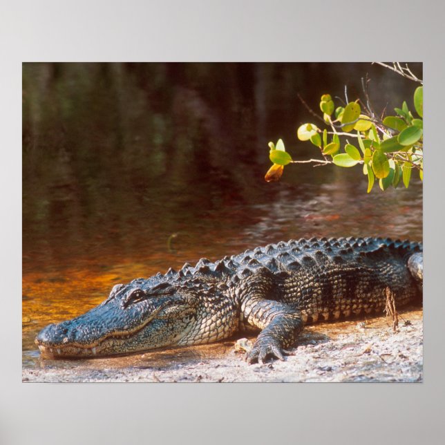 Stäng upp en amerikan alligator på J.N. Poster (Framsidan)