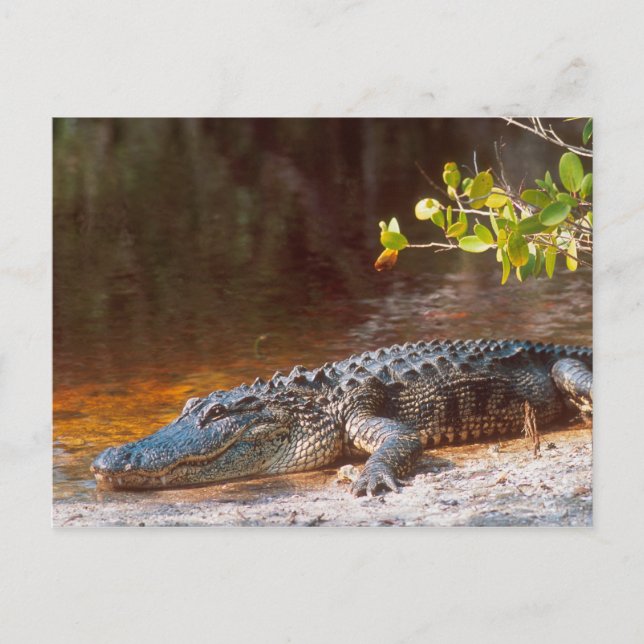 Stäng upp en amerikan alligator på J.N. Vykort (Framsida)