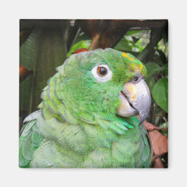 Stäng upp en Grönt Parrot Magnet