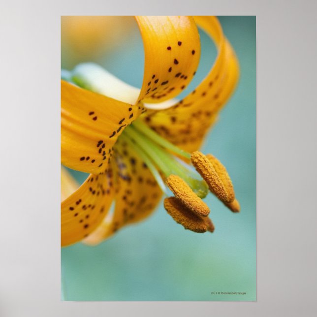 Stäng upp en Gult Lily Poster (Framsidan)