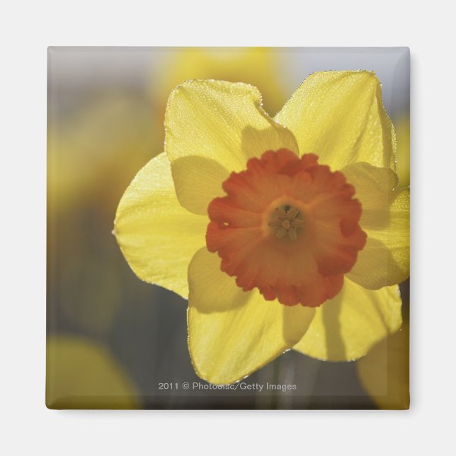 Stäng upp en Gult/Orange Daffodil Magnet (Framsidan)