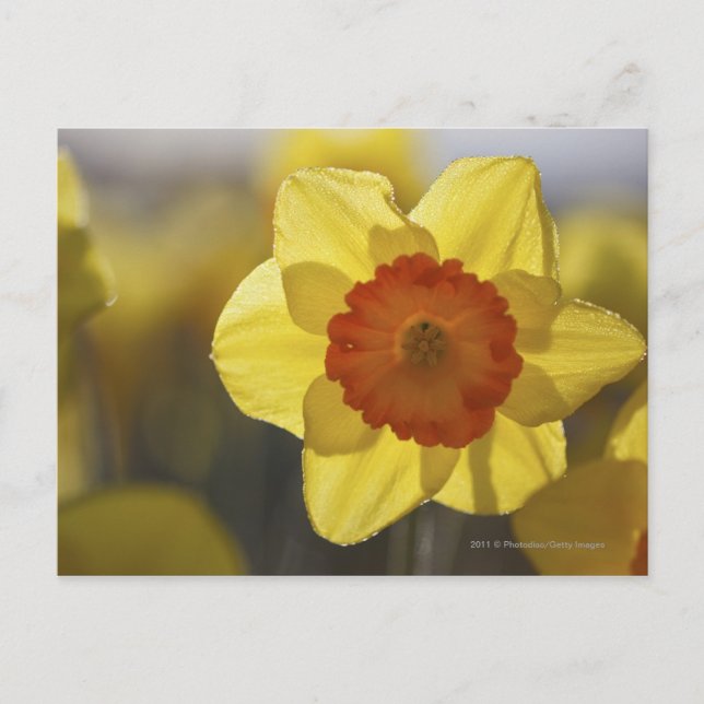 Stäng upp en Gult/Orange Daffodil Vykort (Framsida)