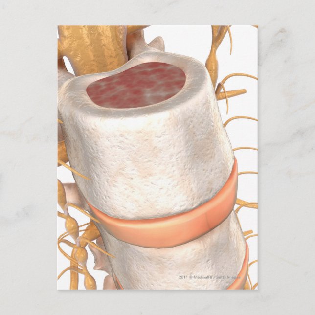 Stäng upp en ryggrad i ryggraden vykort (Framsida)