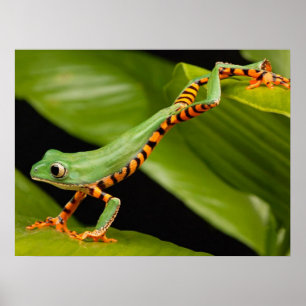 Stäng upp en Tiger Leg Monkey Träd Frog Poster