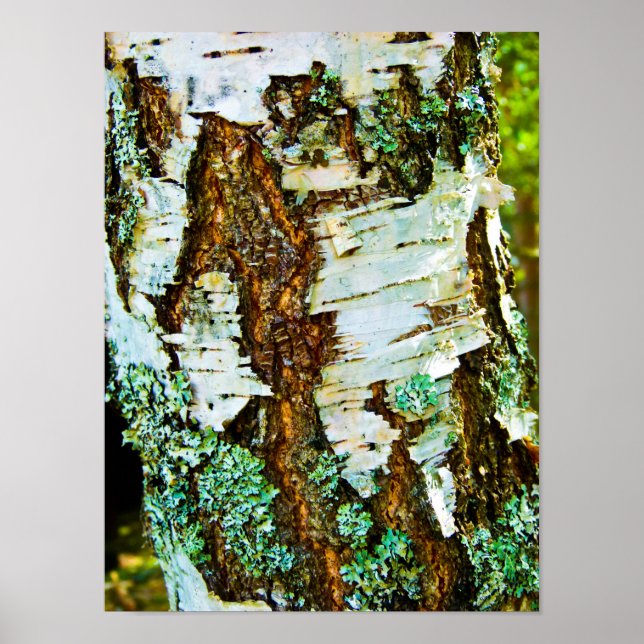 Stäng upp en träd-Poster Poster (Framsidan)