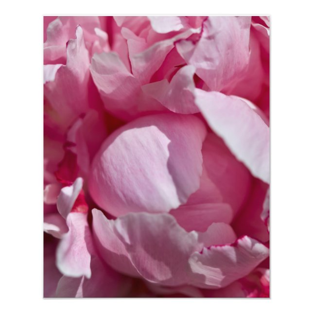 Stäng upp Pin Peony Flower Fototryck (Framsidan)
