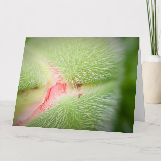 Stäng upp Poppy Kort (Framsida)