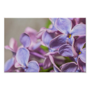 Stäng utskriften av Lilac-Blomsterfotografi Fototryck