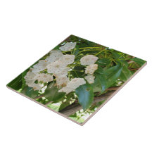 Stäng White Mountain Laurel