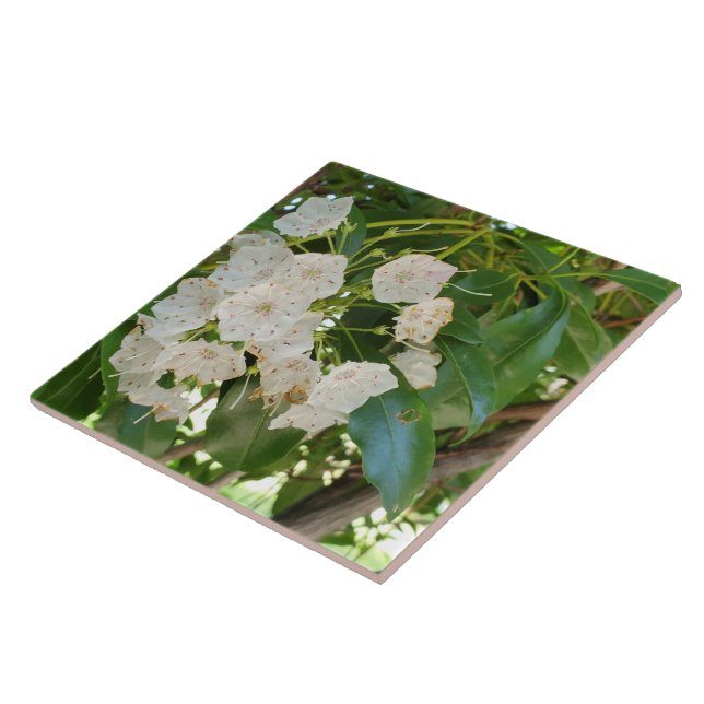 Stäng White Mountain Laurel Kakelplatta (Sidan)