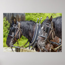 Stängande arbetshästar i harar poster