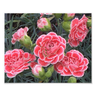 Stängande Dianthus Fototryck