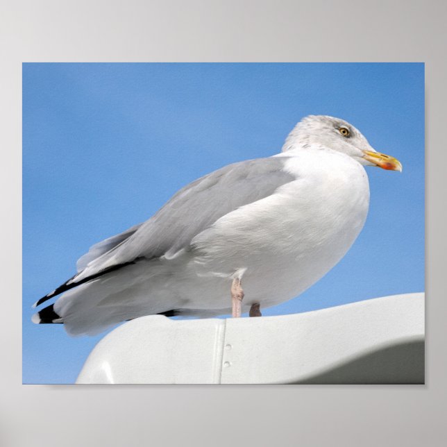 Stängande sillgull på båthytt på blått poster (Framsidan)