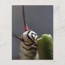 Stängande vykort i källaren