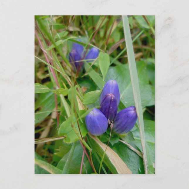 Stängd Gentian-vykort Vykort (Framsida)